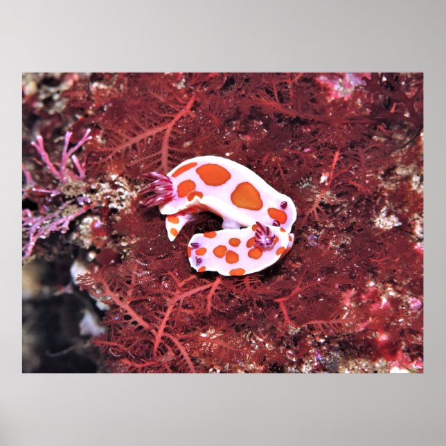 Nudis par poster (Framsidan)