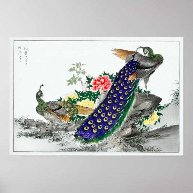 Numata Kashu Peacock och Peony Poster (Framsidan)