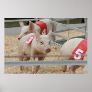 Numrerar den tävlings- rosa pigleten för grisen poster