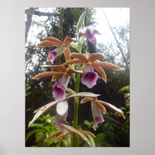 Nuns Huva Orchid Big Island Hawaii Poster