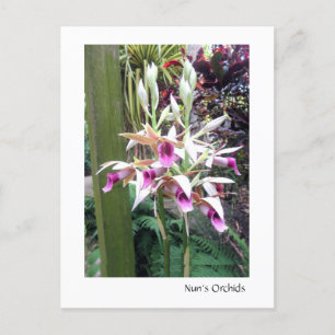 Nun's Orchids 2 Vykort