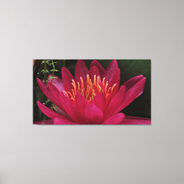 Nuphar Lutea Rosa Vatten Lily Canvastryck