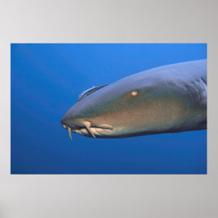 Nurse Shark med Hitchhiker Poster