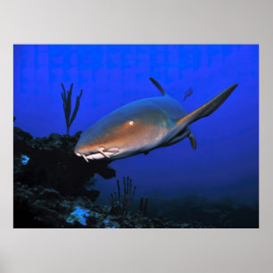 Nurse Shark och Ocean Blue Poster