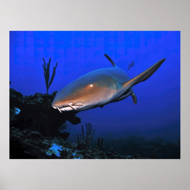 Nurse Shark och Ocean Blue Poster (Framsidan)