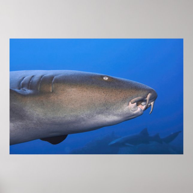 Nurse Shark Portrait Poster (Framsidan)