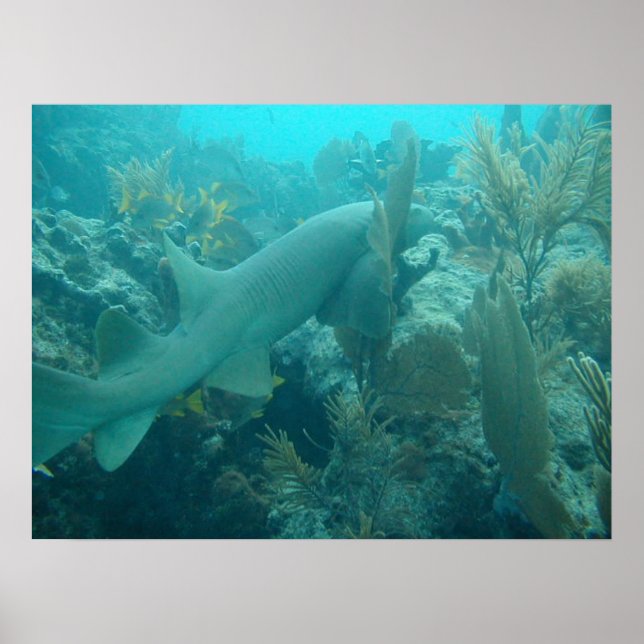 Nurse Shark Poster (Framsidan)