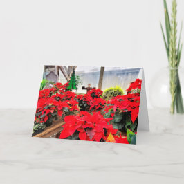 Nursery poinsettias kort