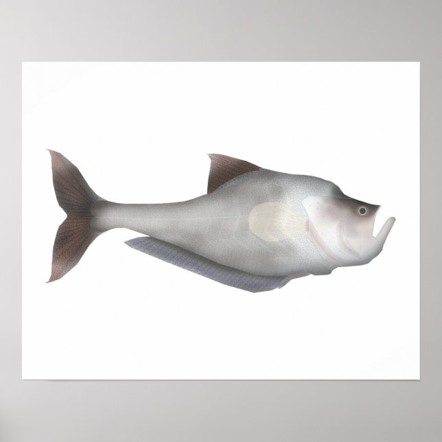 Nurseryfish Poster (Framsidan)