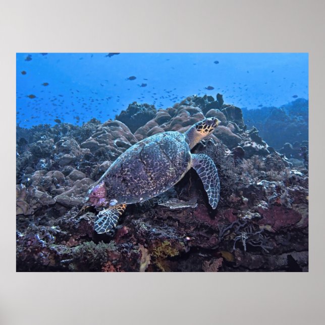 Nusa Lembongan Hawksbill Poster (Framsidan)
