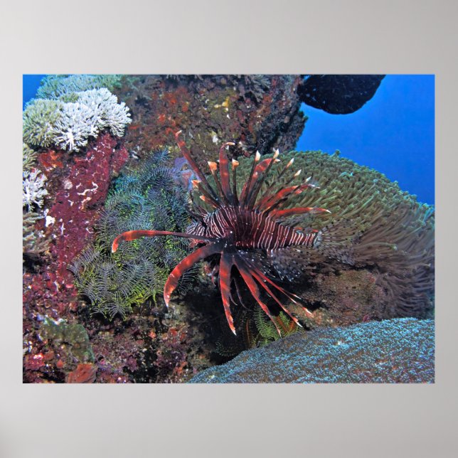 Nusa Lembongan Lionfish Poster (Framsidan)