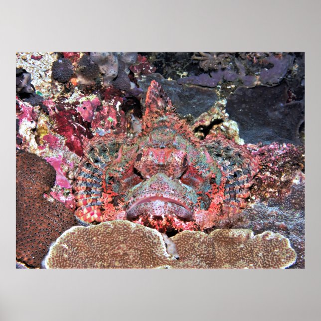 Nusa Lembongan Scorpionfish Poster (Framsidan)
