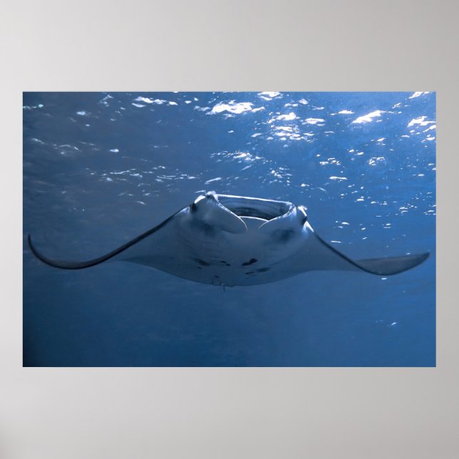 Nusa Penida Manta Poster (Framsidan)