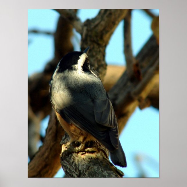 Nuthatch 10/28/07 poster (Framsidan)