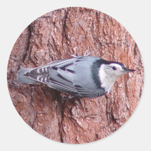 Nuthatch Bird Stickers Runt Klistermärke