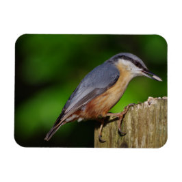 Nuthatch Fridge Magnet