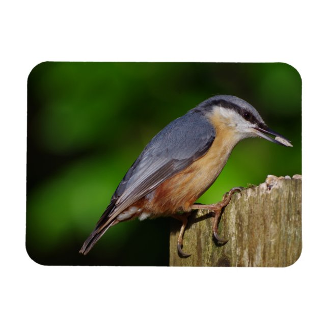 Nuthatch Fridge Magnet (Horisontell)