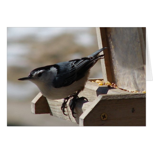 Nuthatch Hälsningskort (Framsidan Horizontal)