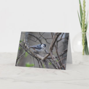 Nuthatch-hälsningskort Kort