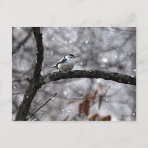 Nuthatch in Snö vycard Vykort