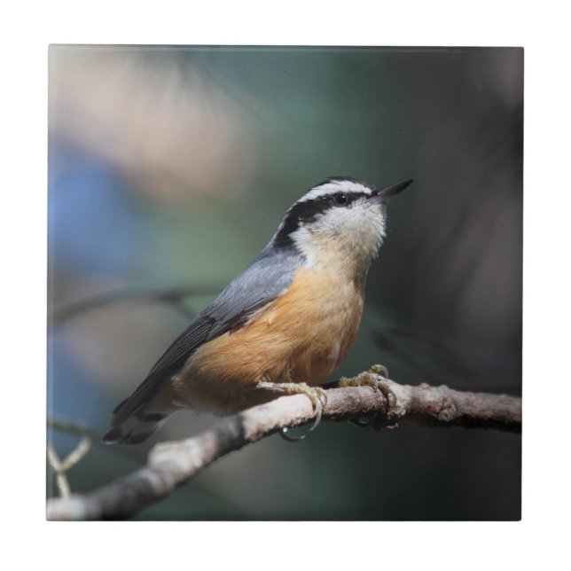 Nuthatch Kakelplatta (Framsidan)