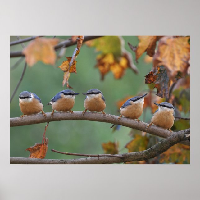Nuthatch-kollage Poster (Framsidan)
