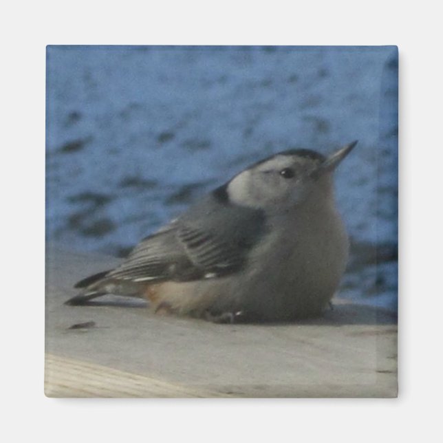 Nuthatch Magnet (Framsidan)