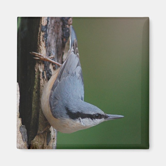 Nuthatch magnet (Framsidan)
