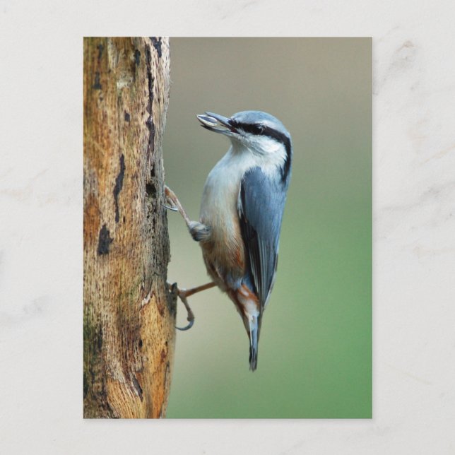 Nuthatch med solrosfrö vykort (Framsida)