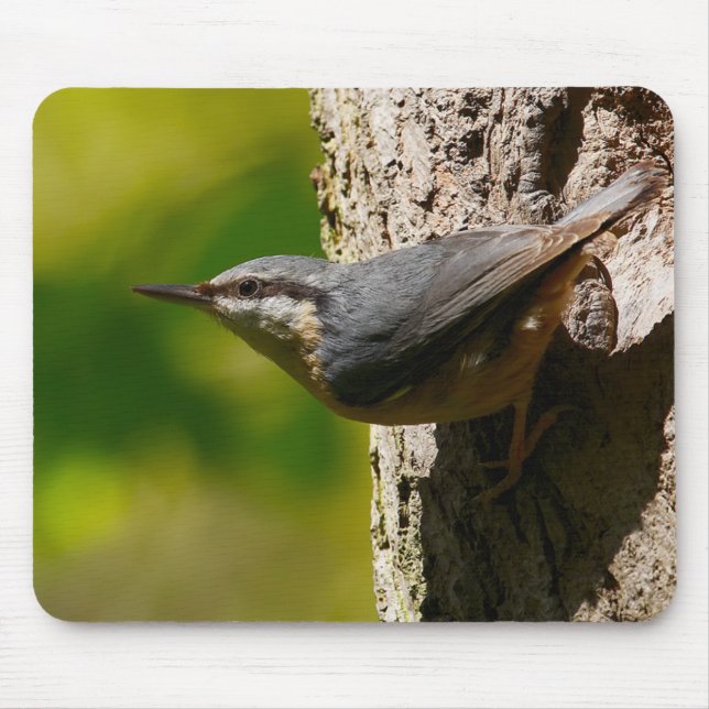 Nuthatch Musmatta (Framsidan)
