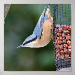 Nuthatch on Feeder Poster