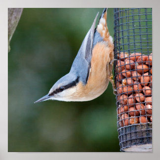 Nuthatch on Feeder Poster