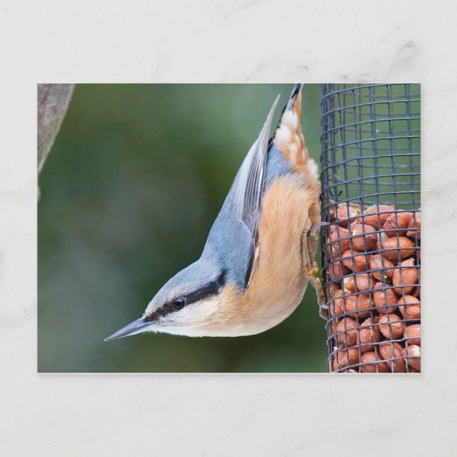 Nuthatch on Feeder Vykort (Framsida)