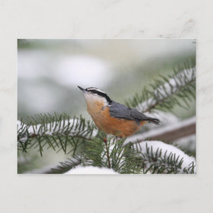 Nuthatch on Snowy Gren in Winter Vykort