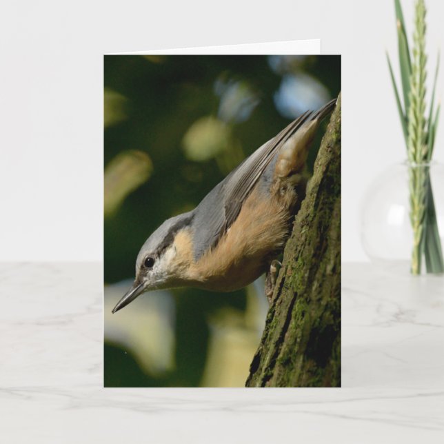Nuthatch på ett träd-kort kort (Framsida)