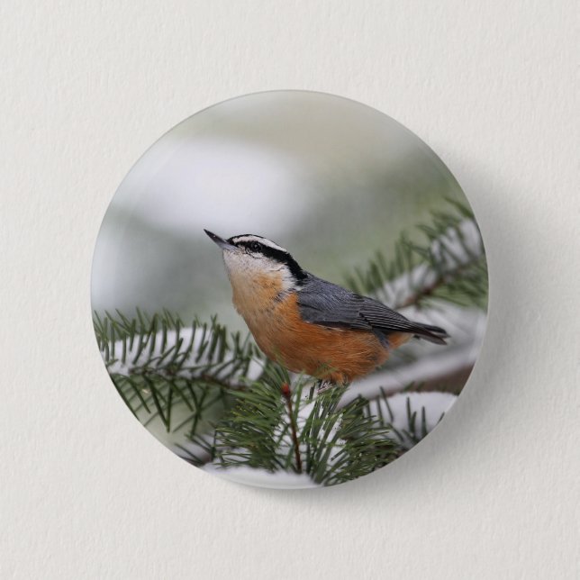 Nuthatch på snöig gren i vinter knapp (Framsida)
