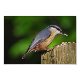Nuthatch Photo Print Fototryck