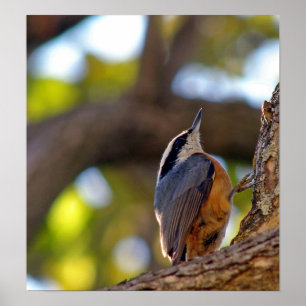 Nuthatch Poster