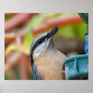 Nuthatch Poster