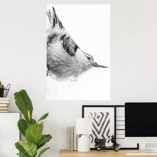 Nuthatch, vit fågelfotografi poster