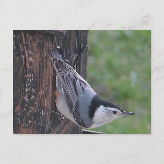 Nuthatch Vykort (Framsida)