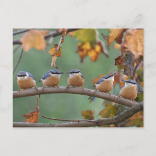 Nuthatch-vykort Vykort