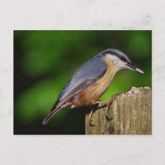 Nuthatch-vykort Vykort