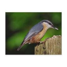 Nuthatch-vykort