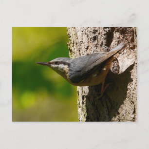 Nuthatch-vykort Vykort