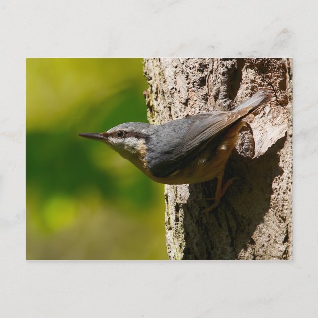 Nuthatch-vykort Vykort (Framsida)