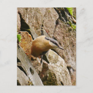 Nuthatch-vykort Vykort