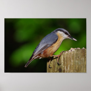 Nuthatchaffisch Poster
