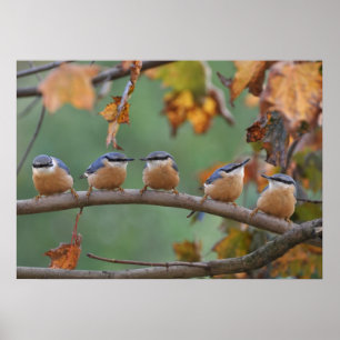 Nuthatchcollage Poster