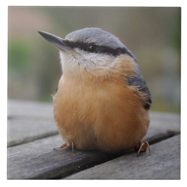Nuthatchfoto Kakelplatta (Framsidan)